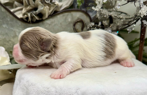 Newborn white and brown puppy sleeping peacefully on a light-colored surface.