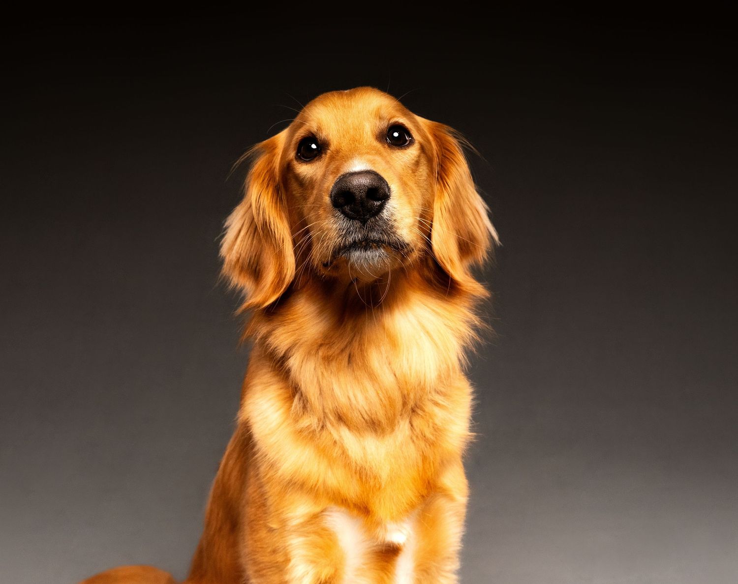 Golden retriever dog lies down in sequence showing progressive movement from standing to resting position.