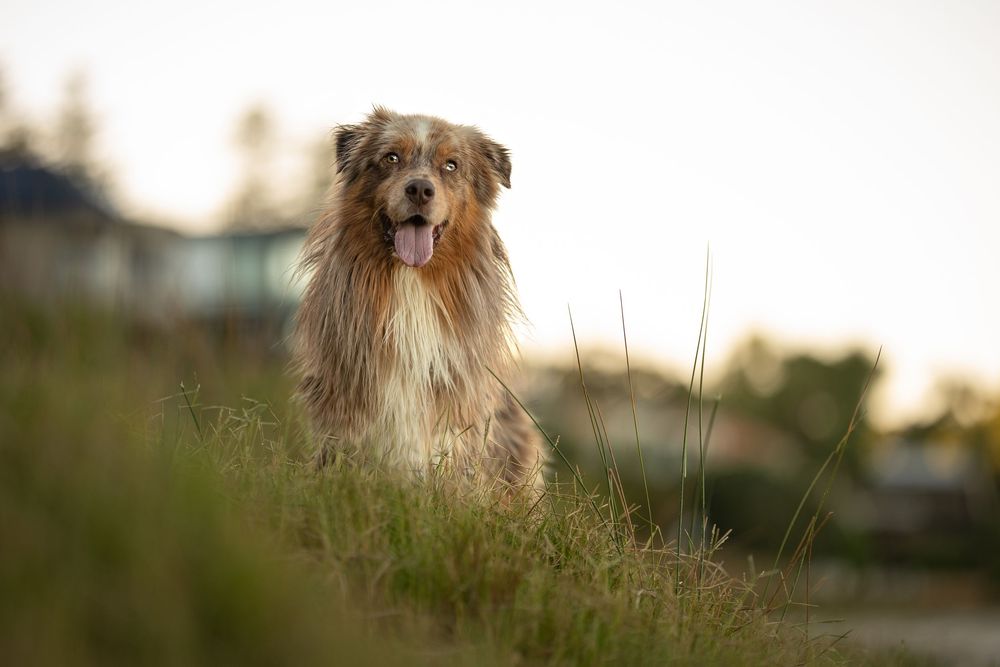 Fluffy Australian Shepherd dog sitting in green grass field with tongue out, soft bokeh background at golden hour.