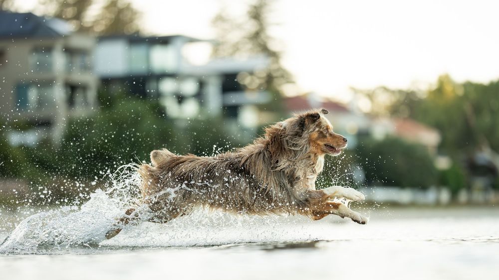 An australian shepherd joyfully splashing through shallow water at high speed with a residential backdrop.