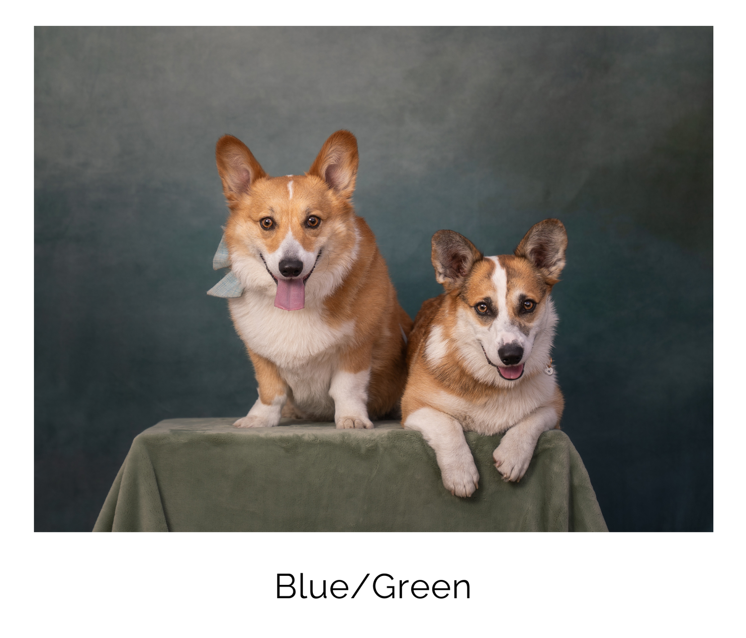 Three corgi dogs showcased against different fabric backdrops demonstrating reflection and lighting techniques in photography.