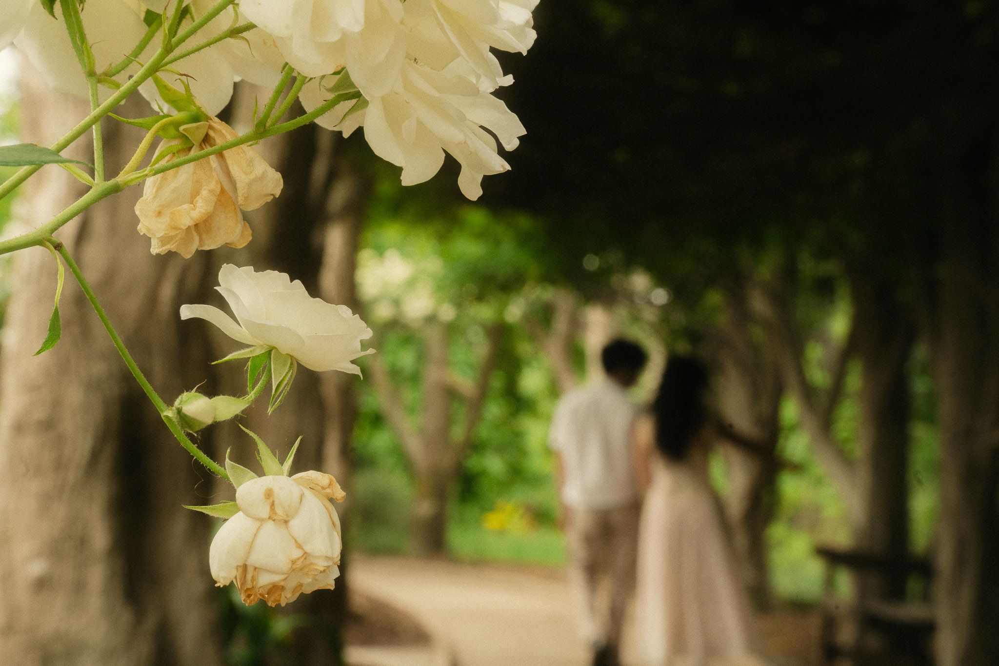Huntington Library Engagement Photos | Couple walking together near Rose Garden