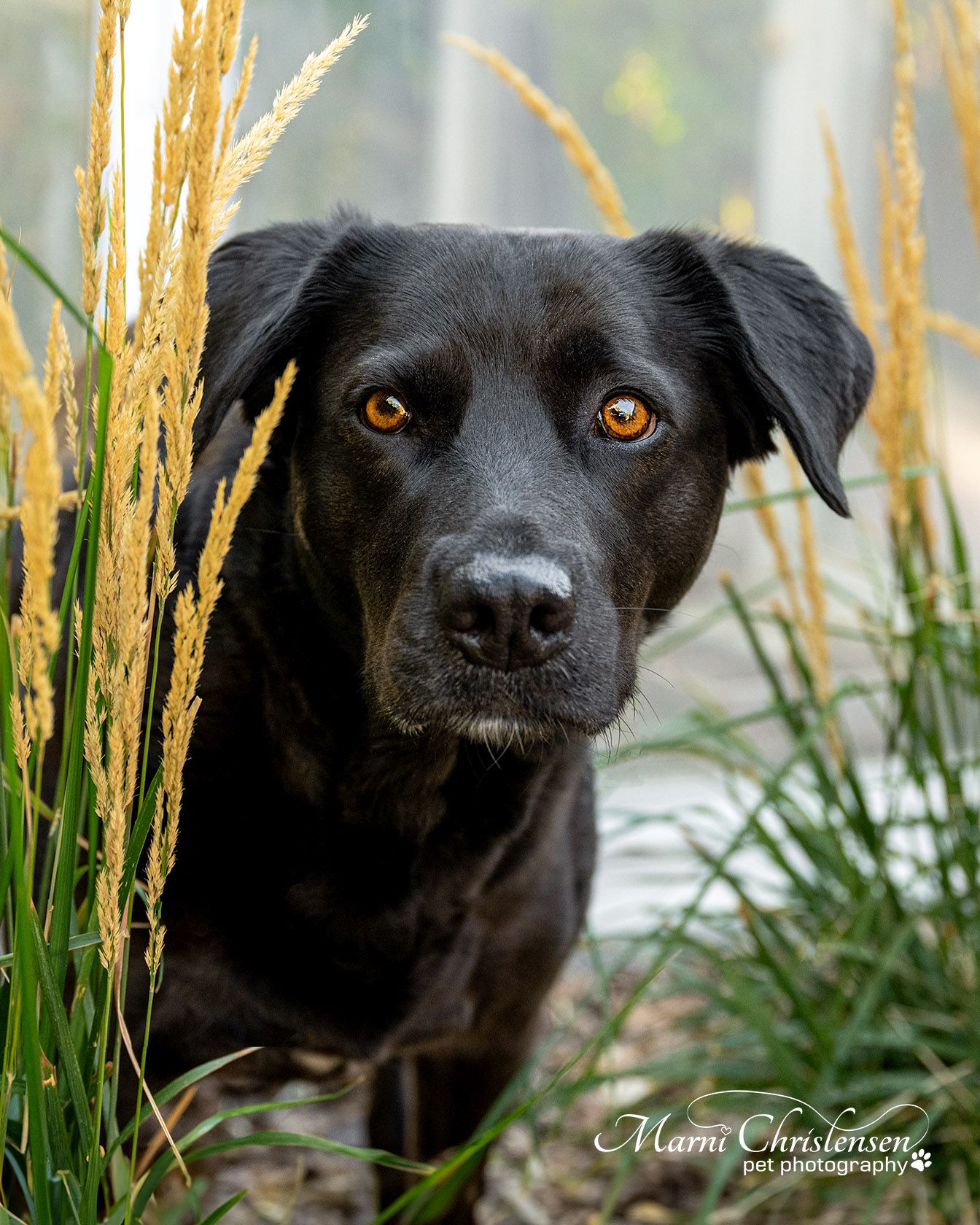 Black lab looking curious standing in tall grass.