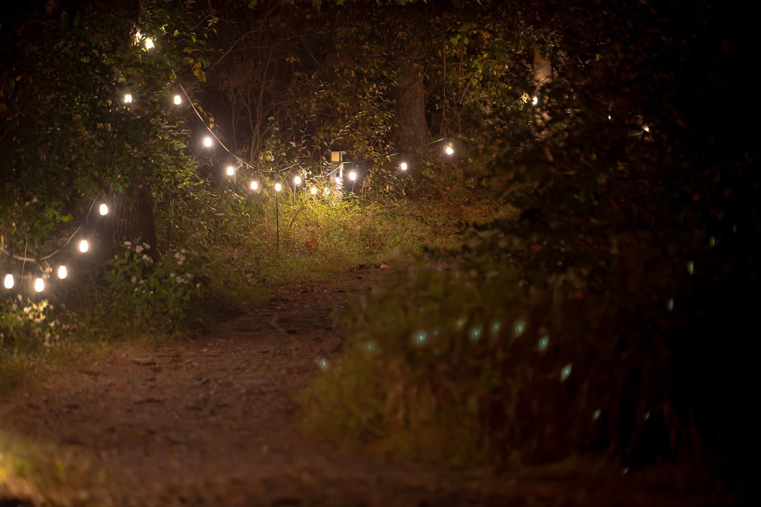String lights illuminate a rustic outdoor pathway at night creating a magical garden atmosphere.