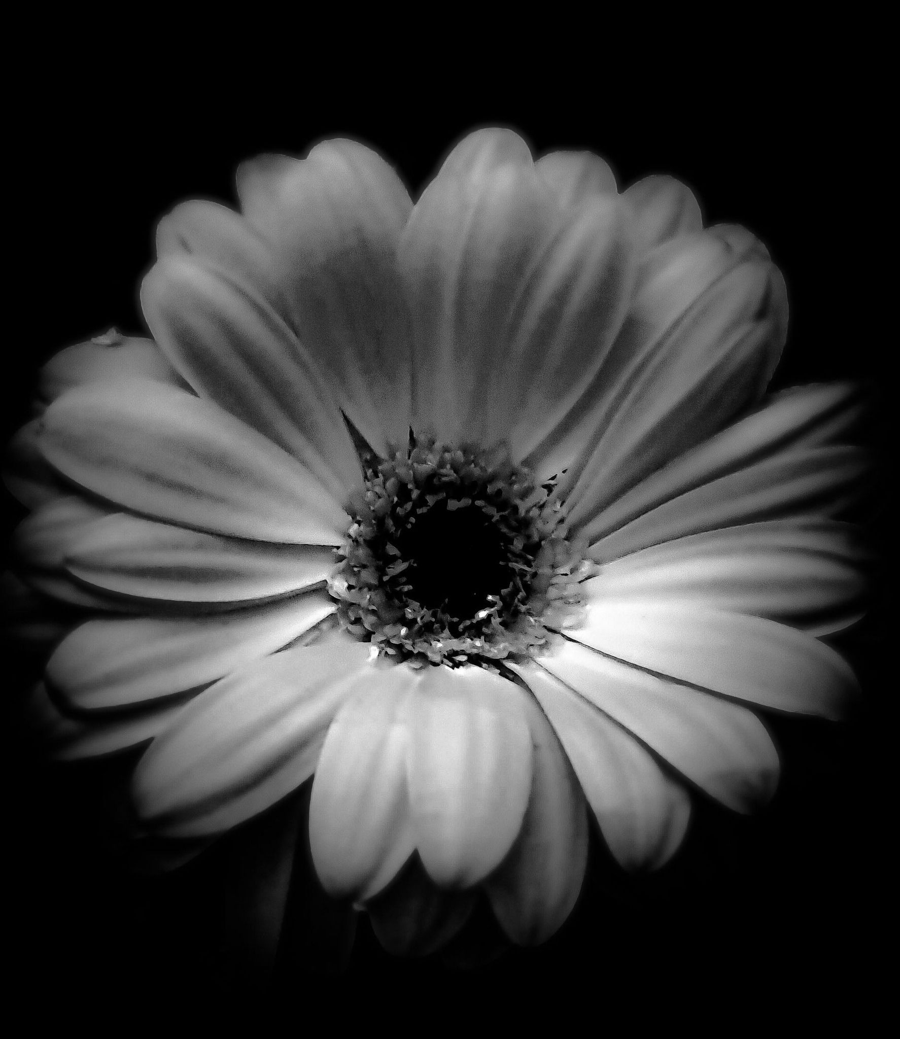 Photographie florale en noir et blanc, pâquerette en Hauts-de-France