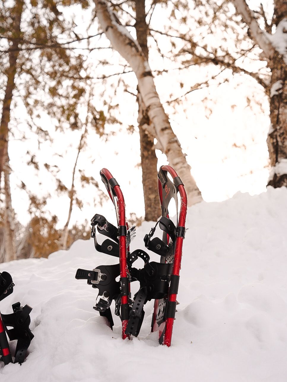 Red and black snowshoes standing upright in deep winter snow with birch trees in background.