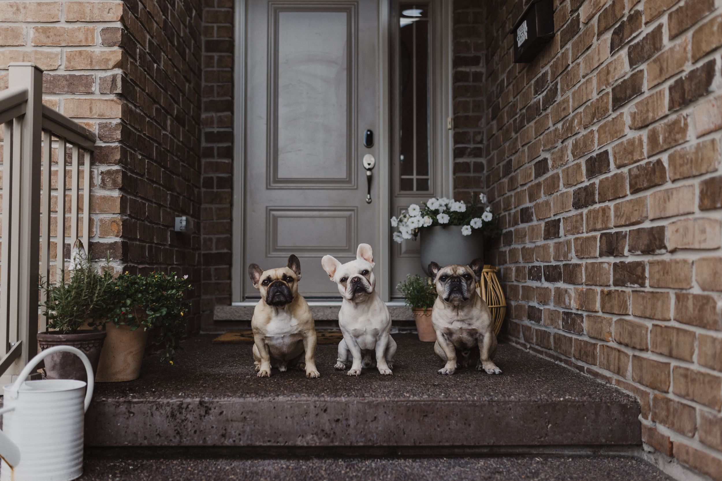 Trenton Ontario, Engagement Session, Belleville Photographer, Wedding Photographer, Elopement Photographer, Frenchies, Dog Photography