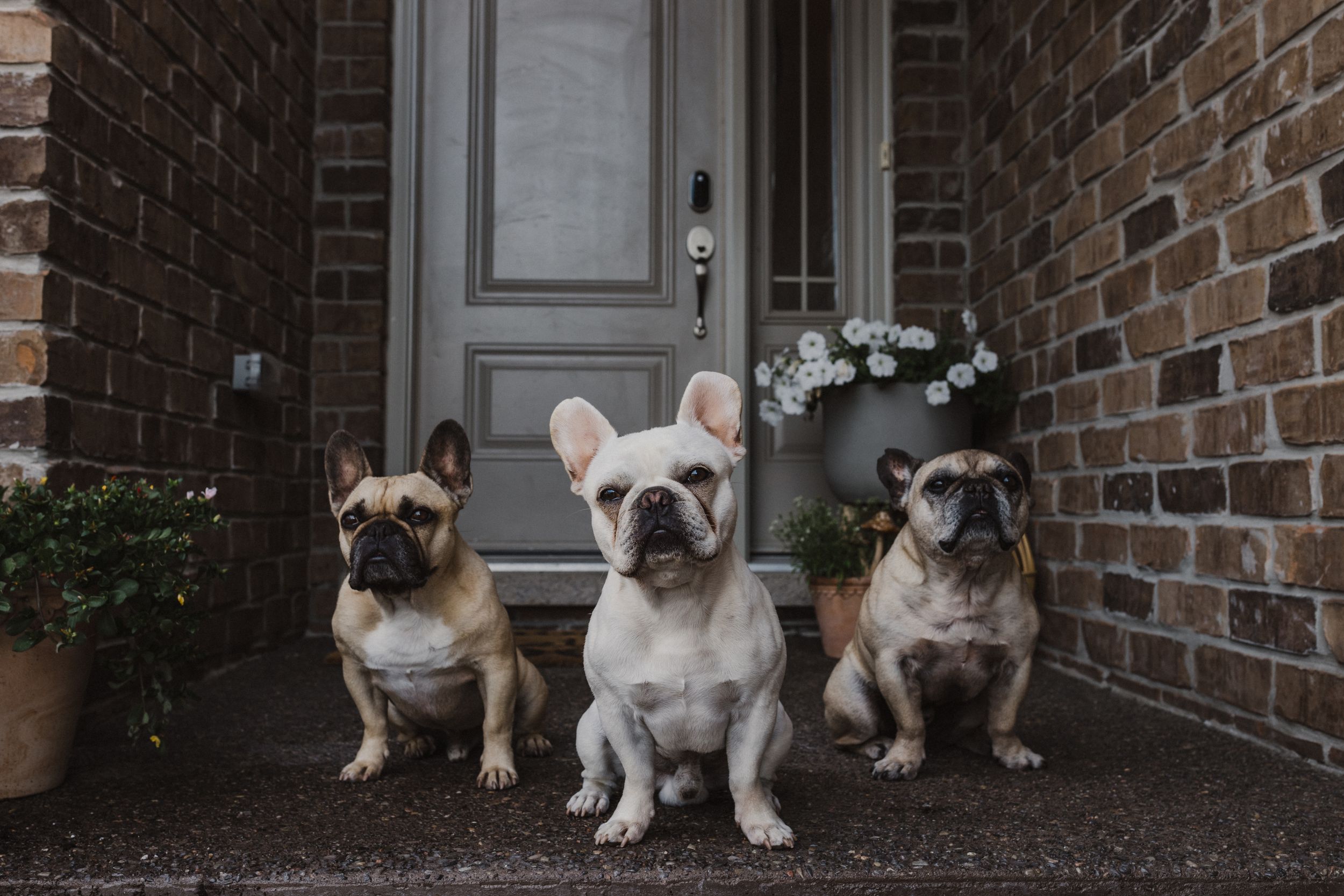Trenton Ontario, Engagement Session, Belleville Photographer, Wedding Photographer, Elopement Photographer, Frenchies, Dog Photography