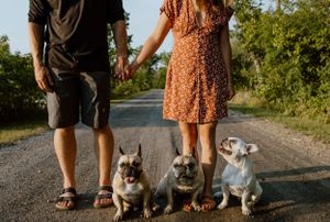 Trenton Ontario, Engagement Session, Belleville Photographer, Wedding Photographer, Elopement Photographer, Frenchies, Dog Photography