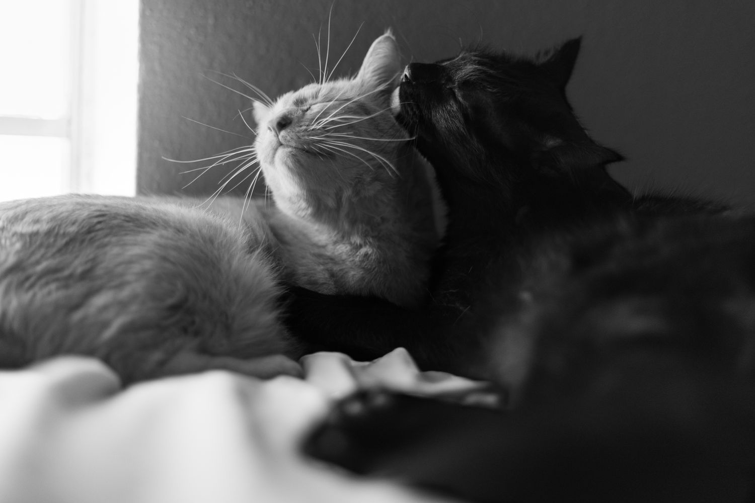 Cats snuggling during their portrait photoshoot
