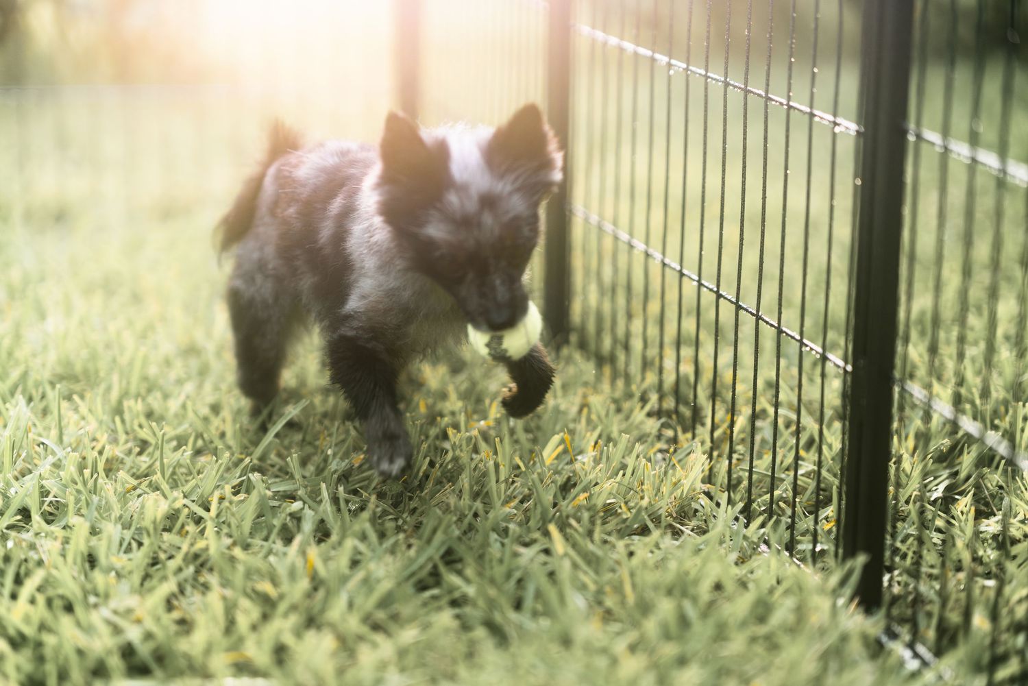 A small brown puppy plays in the grass near a black metal fence on a sunny day.