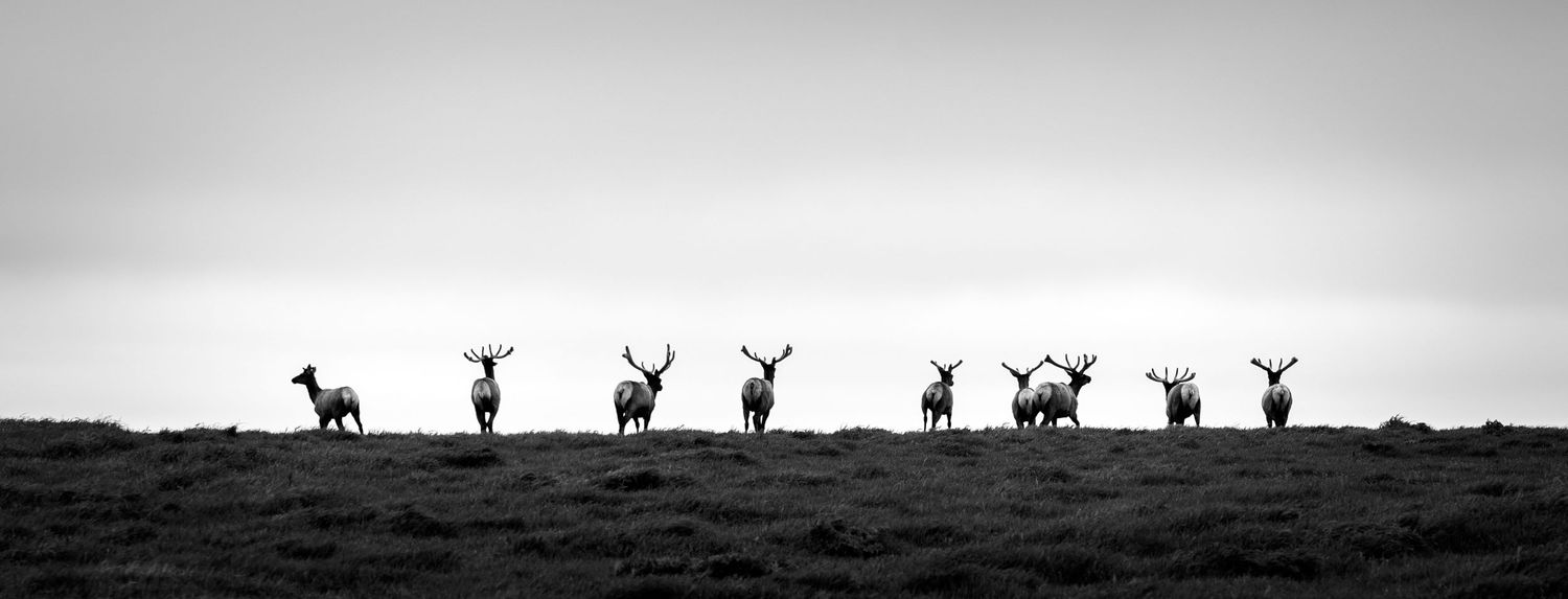 Nine tule elk walking over grassy hill crest