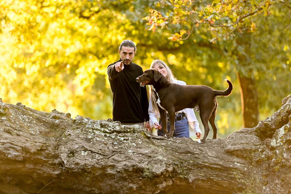 A chocolate labrador retriever dog sits on a fallen tree trunk surrounded by golden autumn foliage in the forest.