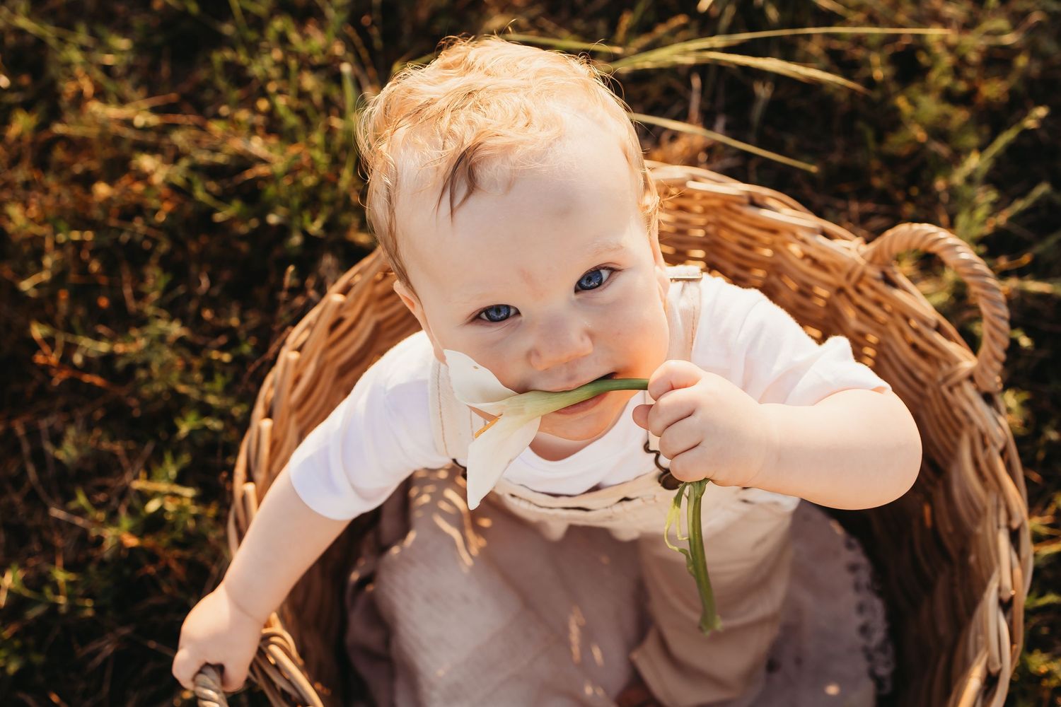 Baby in a wicker basket sits outdoors in a natural setting wearing white clothing during a sunny day.