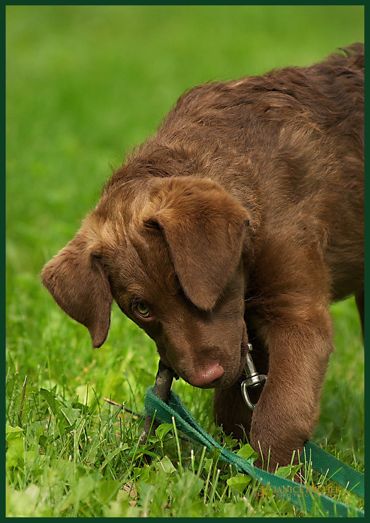 Chocolate Lab Puppy getting into trouble by chewing on his leash
