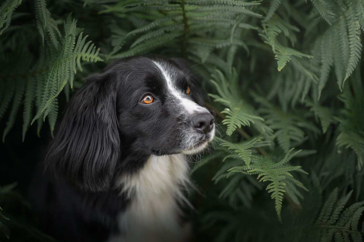 Border collie dog portrait surrounded by lush green ferns in a calm forest setting