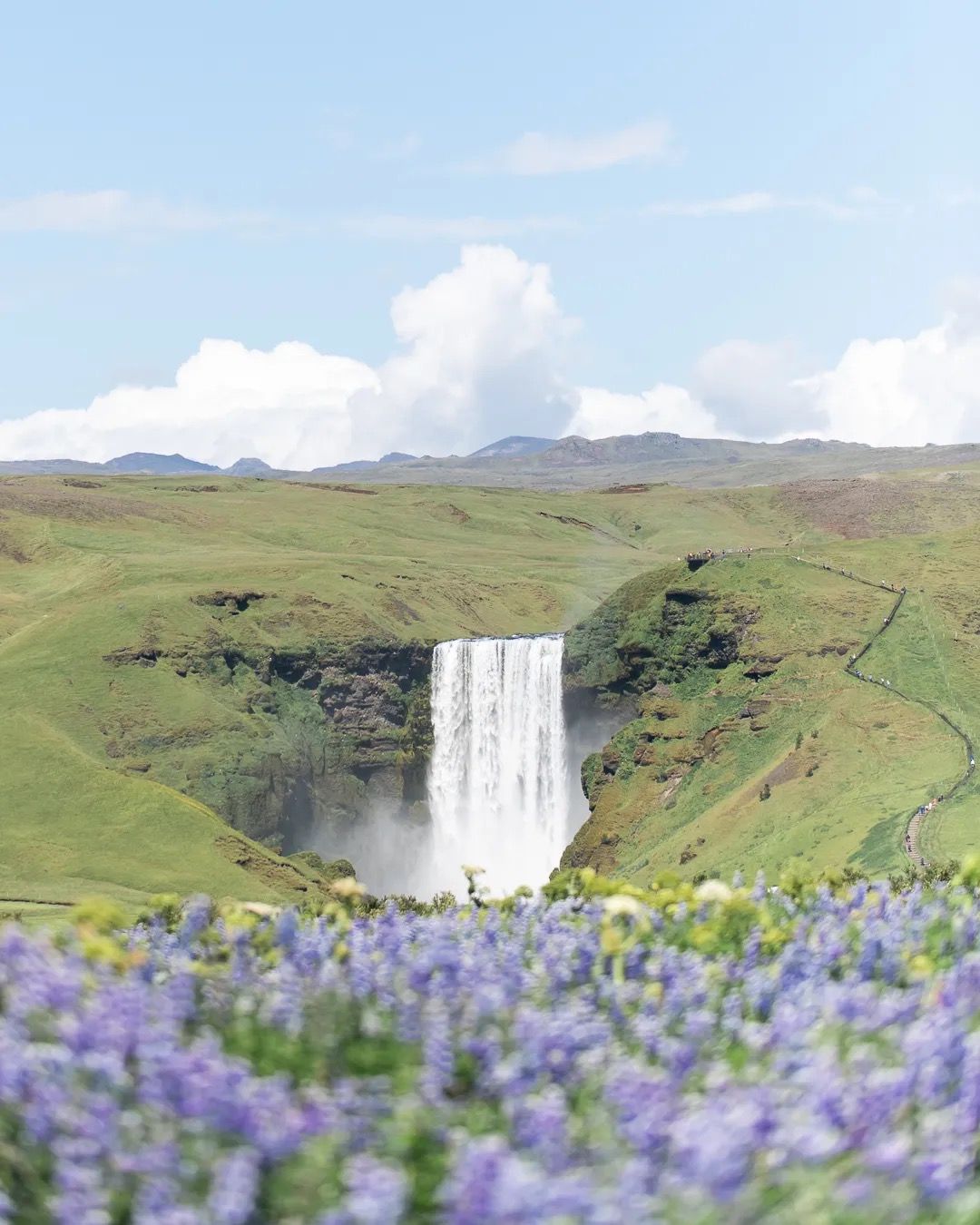 Tall Icelandic waterfall framed by blooming purple lupines and green hills.
