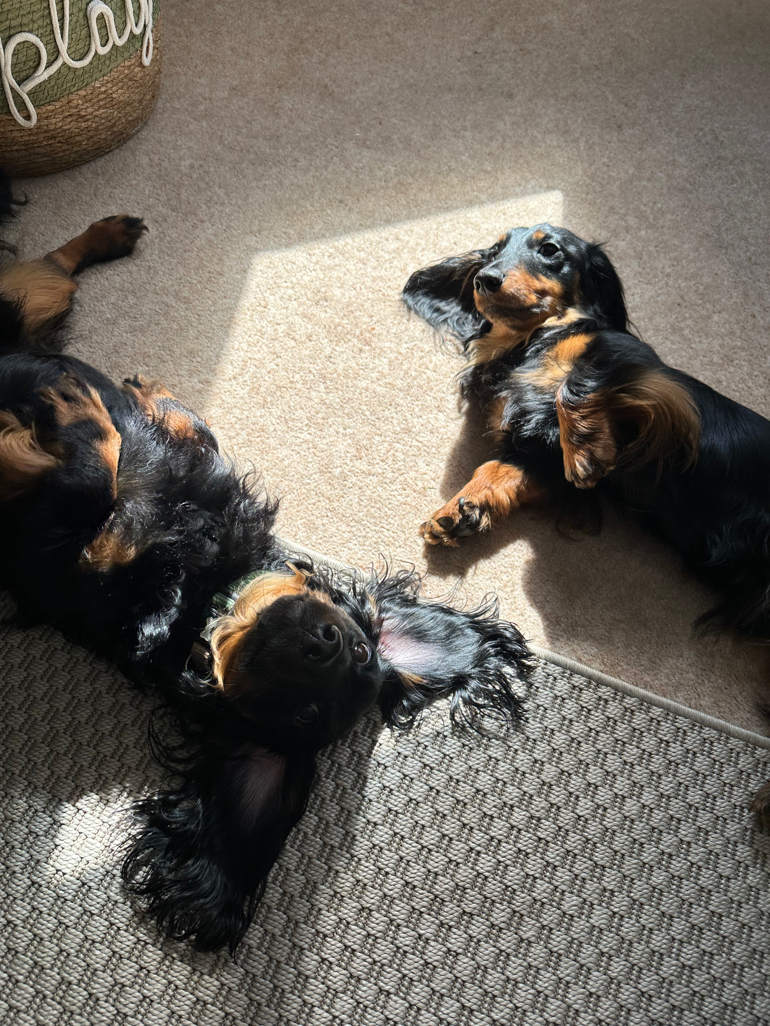 Dachshunds lounging in a warm sunbeam on a patterned carpet.