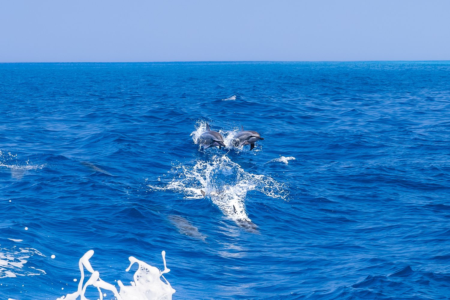 Dolphins leaping and splashing in bright blue ocean waters.
