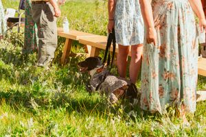Floral dresses and a small dog gather around a wooden bench in sunlit summer grass.