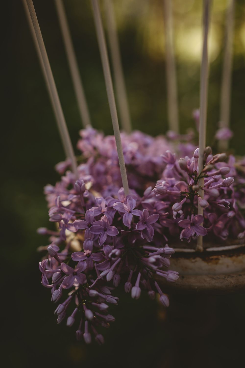 Close-up shot of delicate purple lilac flowers blooming on a dark wooden branch in soft natural lighting.