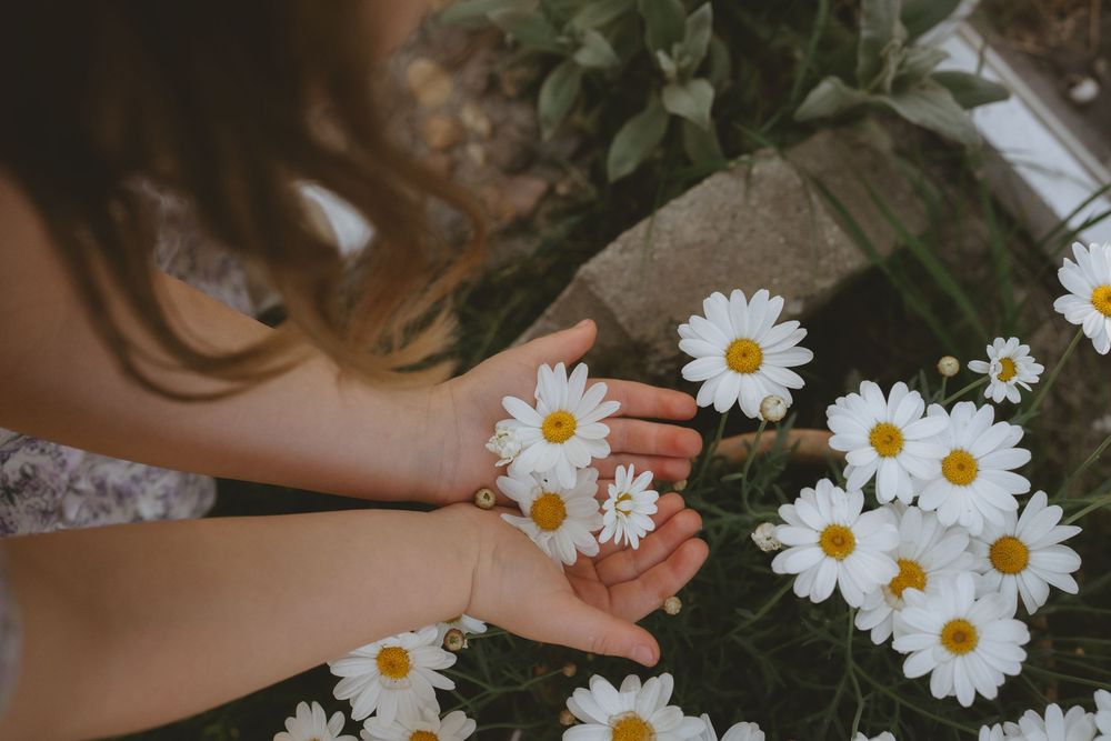 White daisy flowers being delicately held against a dark green natural background.