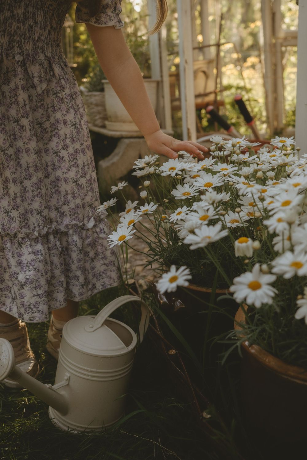 A person in a floral dress tends to white daisies with a vintage watering can in a garden setting.