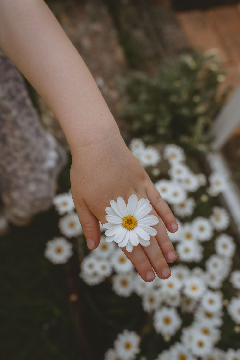 A child's hand reaches gently to touch a blooming white daisy flower in a garden.