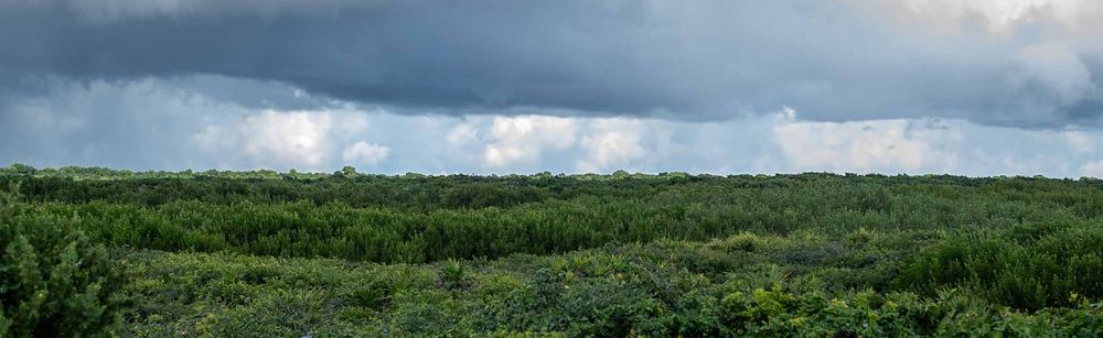 Lush green mangrove forest stretches along a tropical coastline under dramatic cloudy skies.