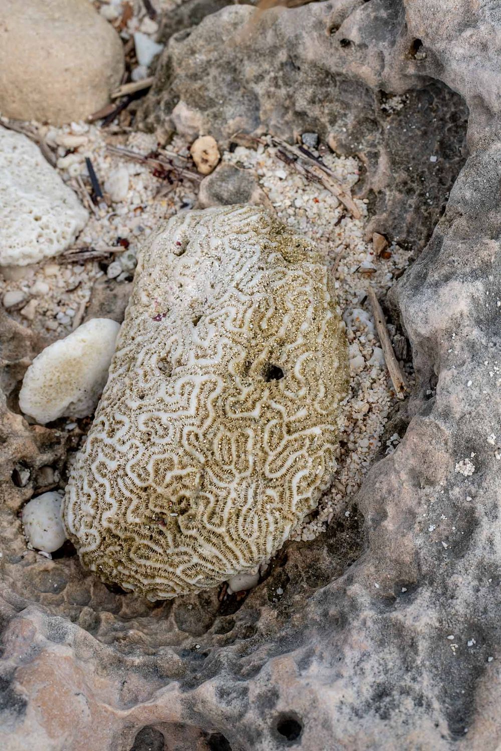 Close-up sequence of fossilized brain coral patterns showing intricate maze-like textures in limestone rock formation.