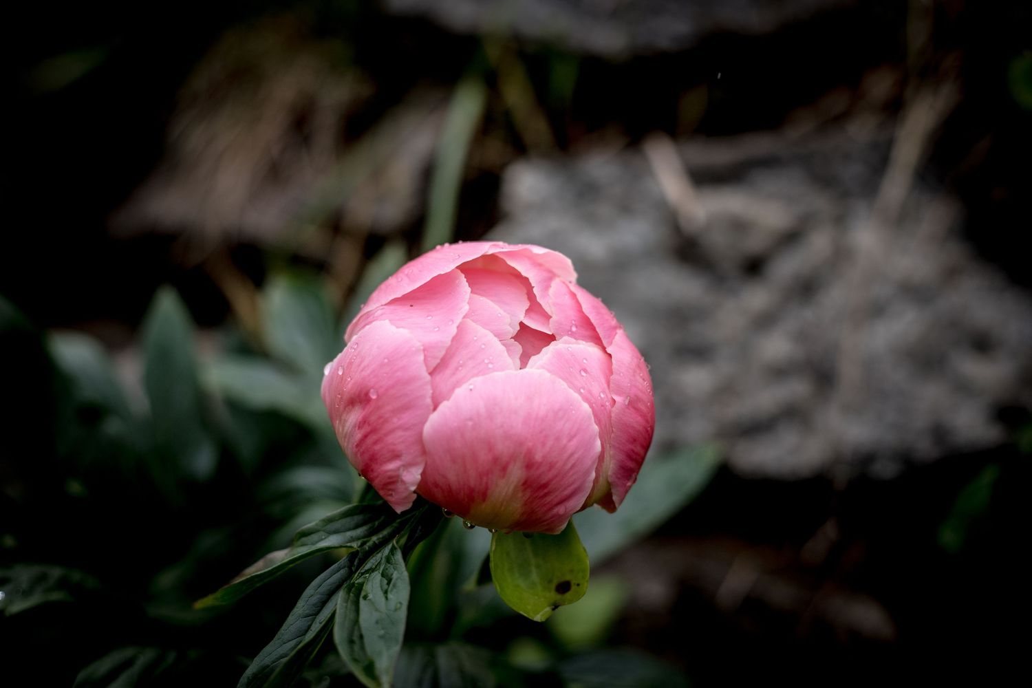nature photography