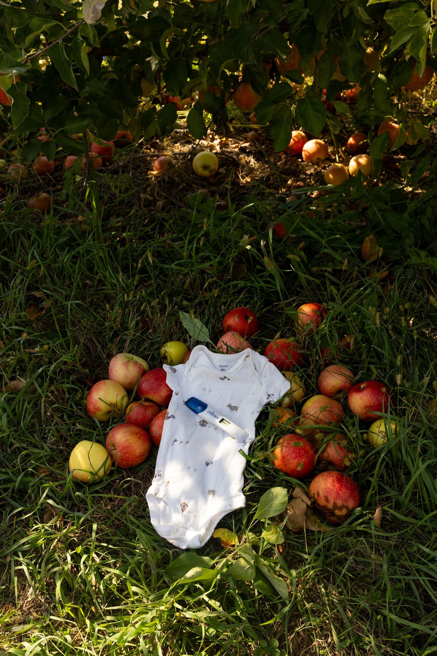 Fallen red apples scattered on grass with white paper debris in afternoon sunlight.