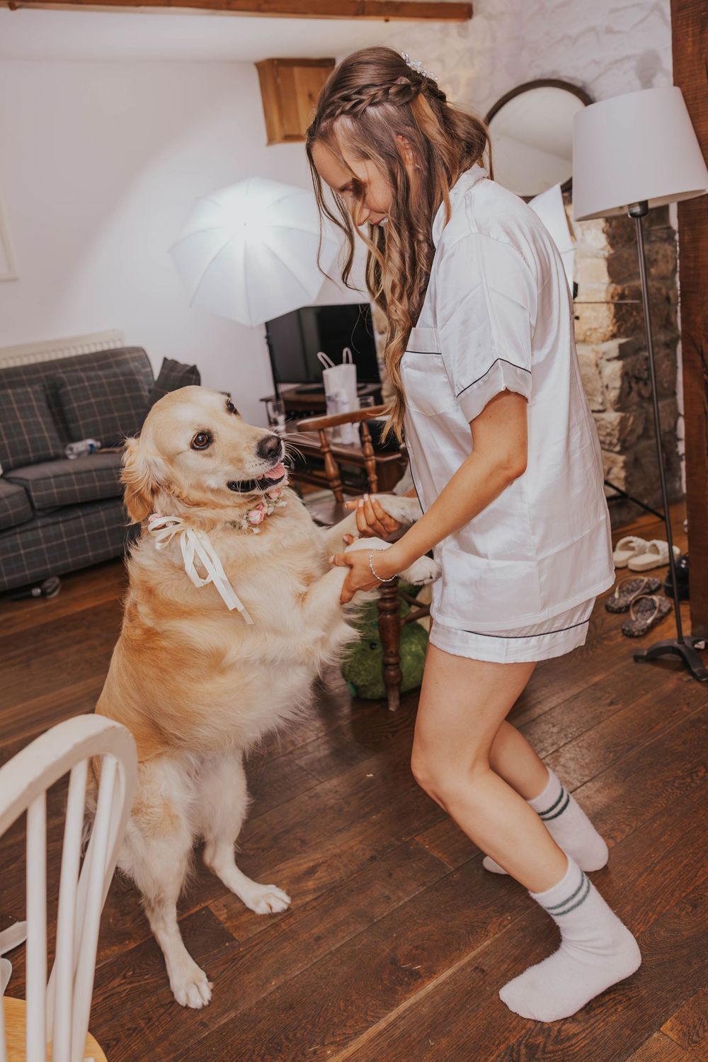 A golden retriever dog receiving treats from someone wearing white shorts and socks on a wooden floor.