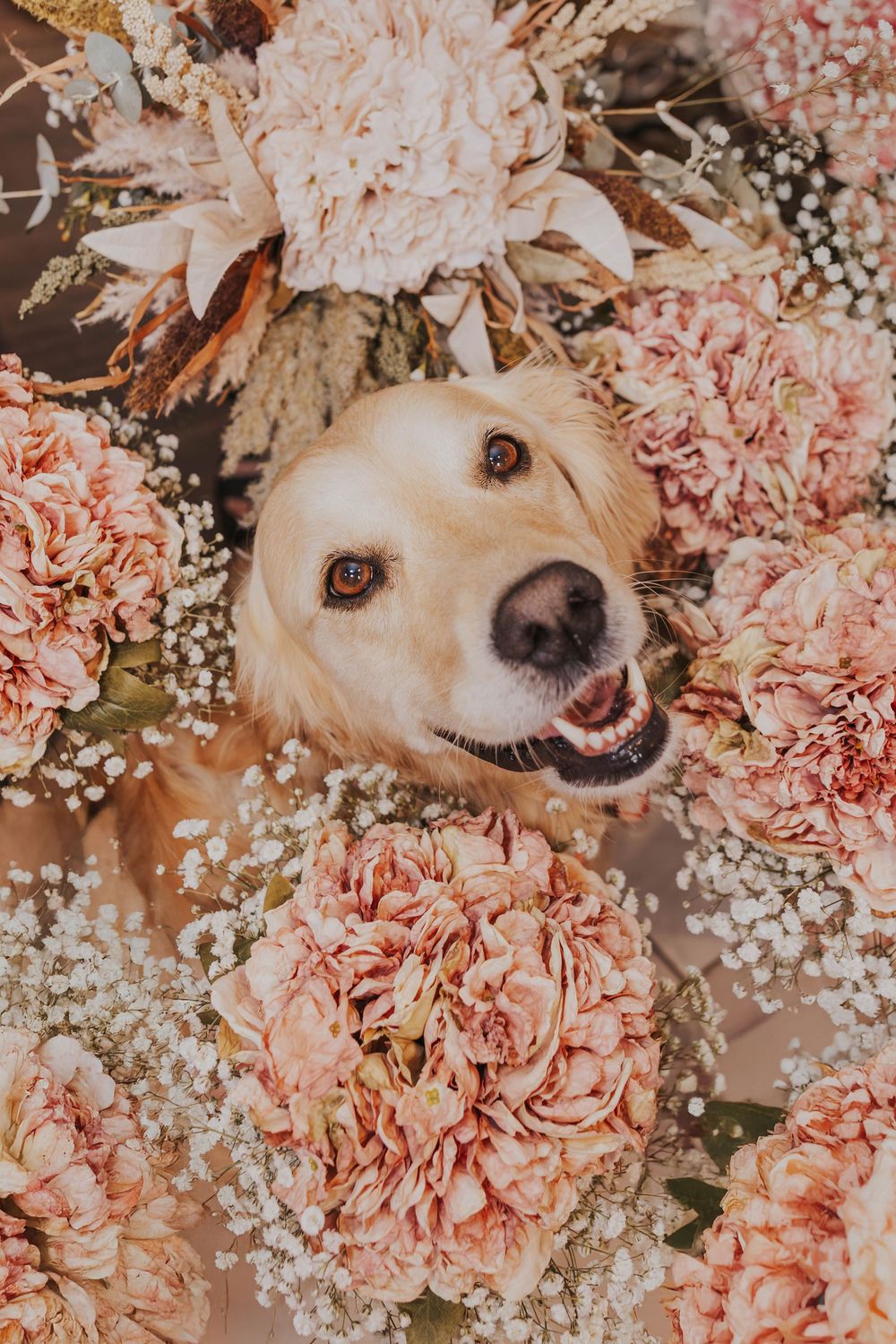 Golden retriever dog peeks playfully through pink carnations and baby's breath flowers in a romantic floral arrangement.