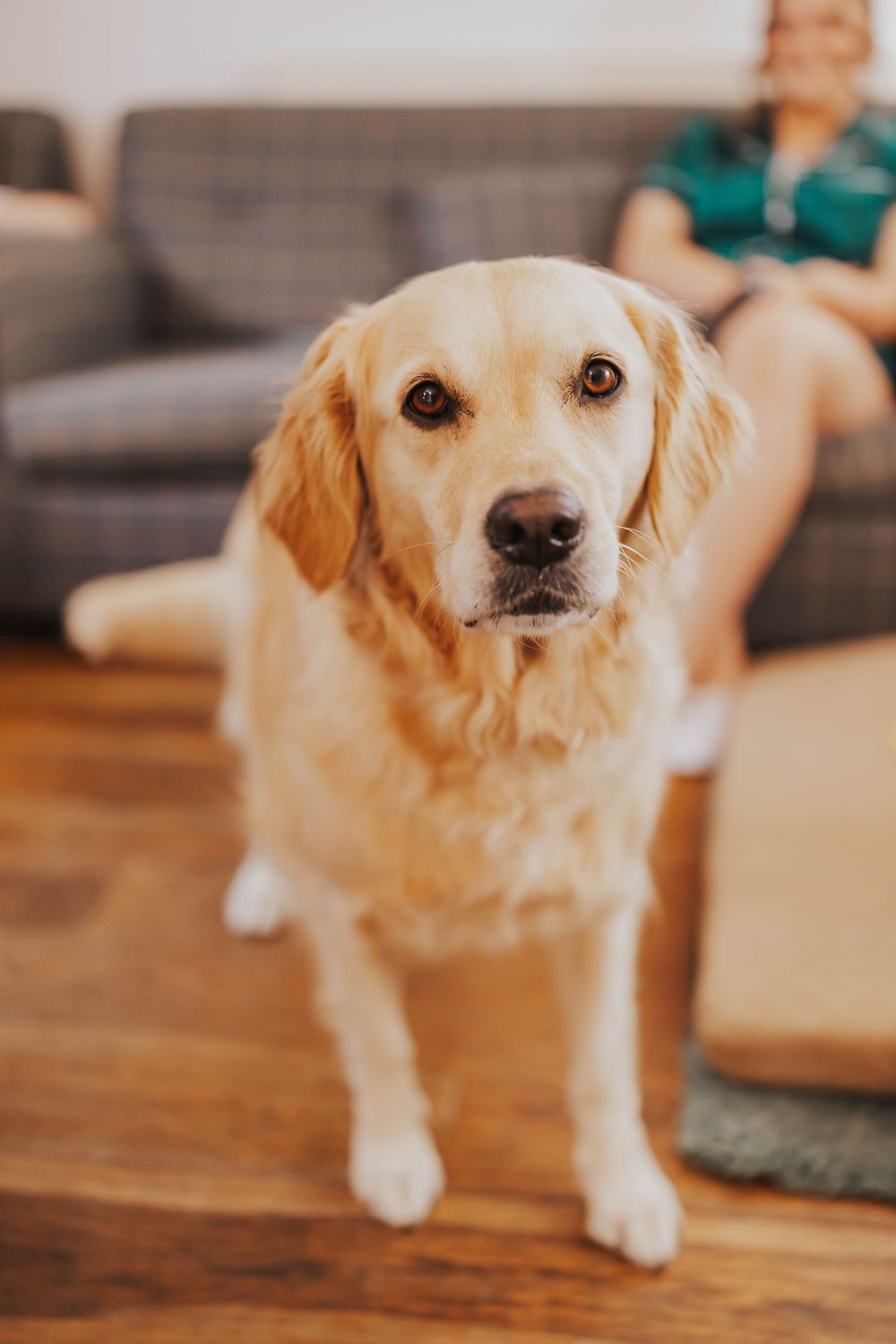 A golden retriever dog lying on a wooden floor is shown in a sequence of five connected photos.