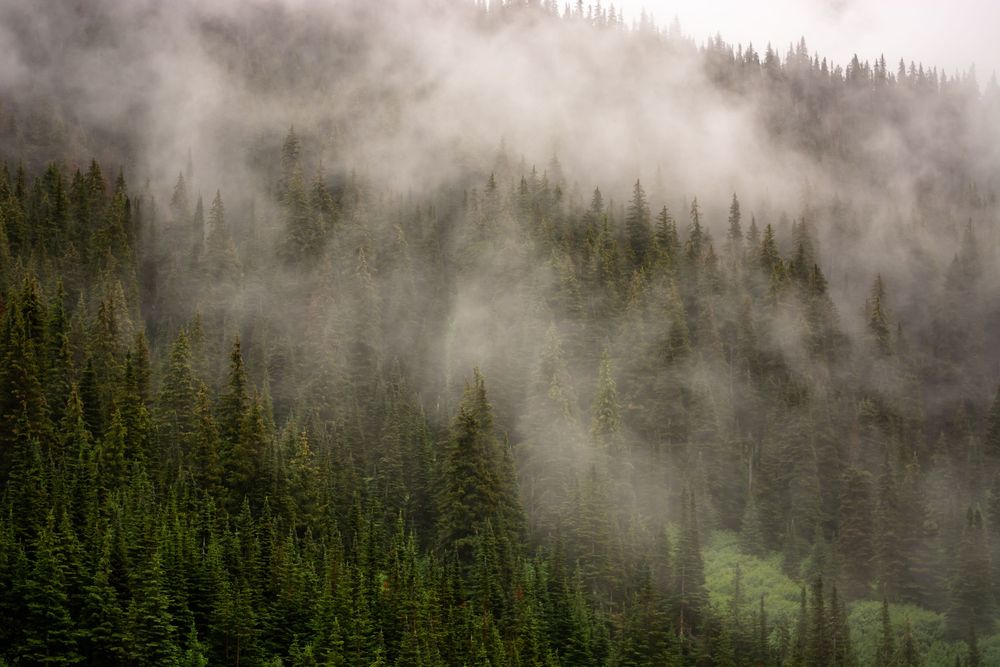 Misty fog drifts through dense evergreen forest on a mountainside creating an ethereal atmosphere.
