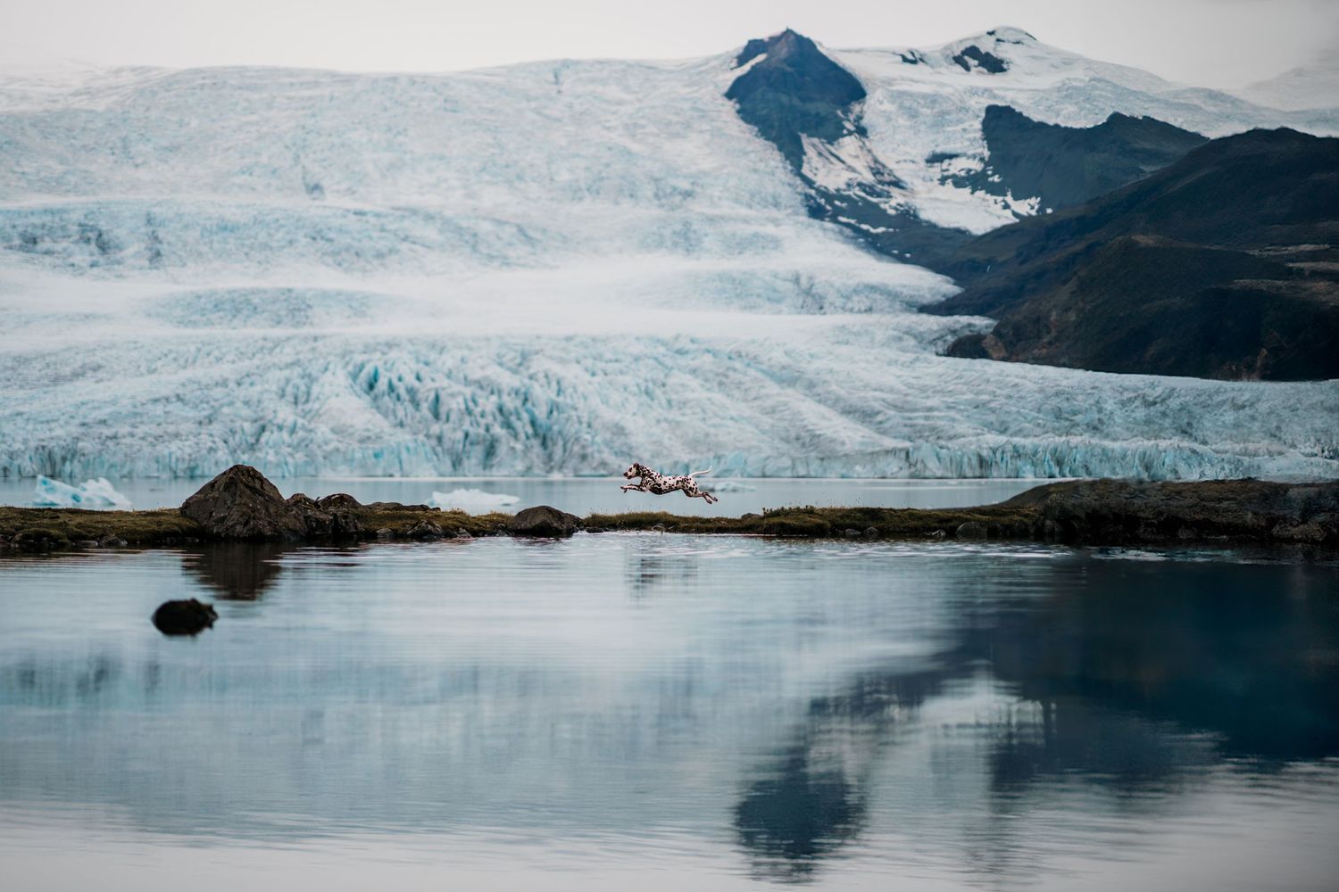 A Dalmatian dog leaps over a majestic glacier with reflections on a calm lake in Iceland.