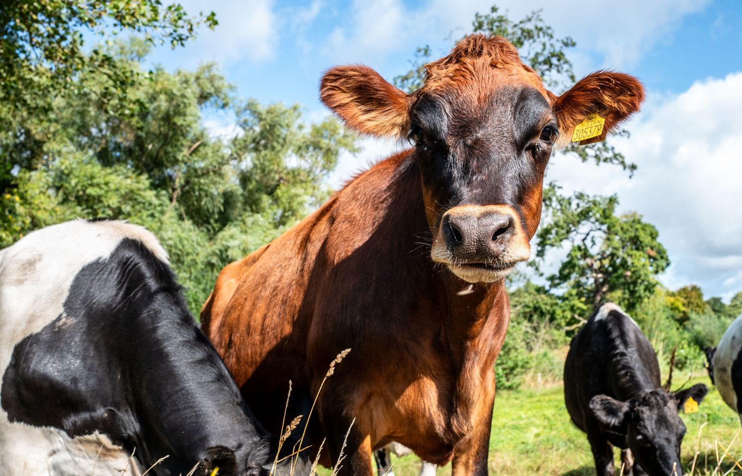 Inquisitive heifers. Shropshire. United Kingdom.
