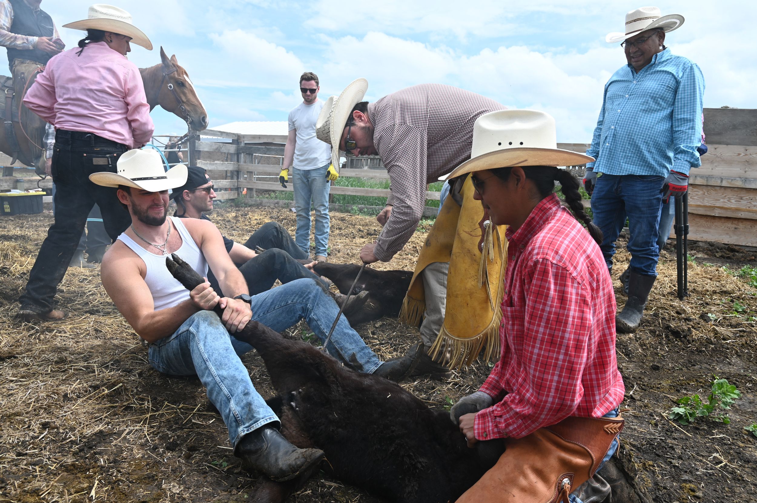 Branding ceramony where two cowboys hold down a calf for branding. As the searing metal touches it's skin there are other cowboys looking on