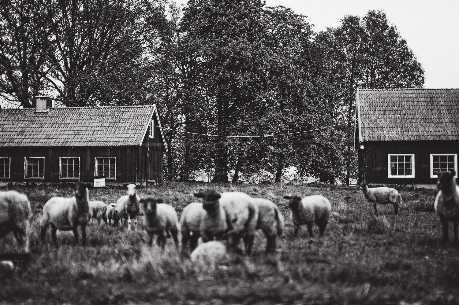 Black and white photograph of horses grazing between two rustic wooden barns in a pastoral setting.