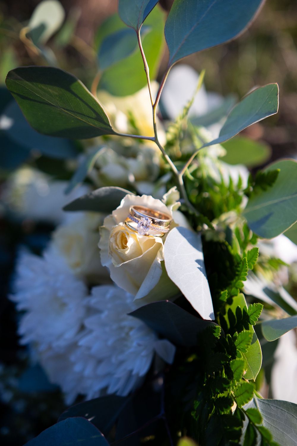 A white rose with wedding rings nestled inside its petals surrounded by green foliage.