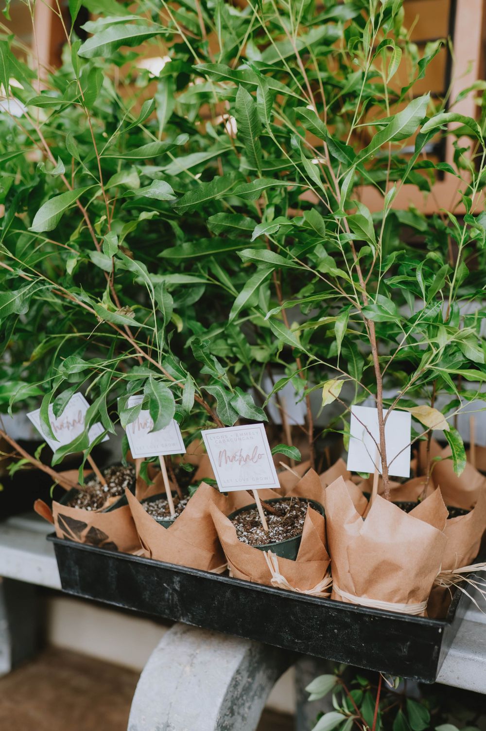 Small potted plants with brown paper wrapping arranged in rows.