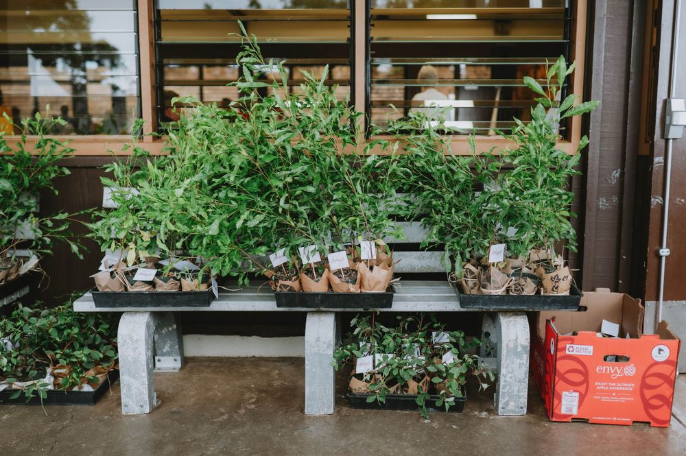 Indoor garden setup with shelves displaying various plants and greenery.