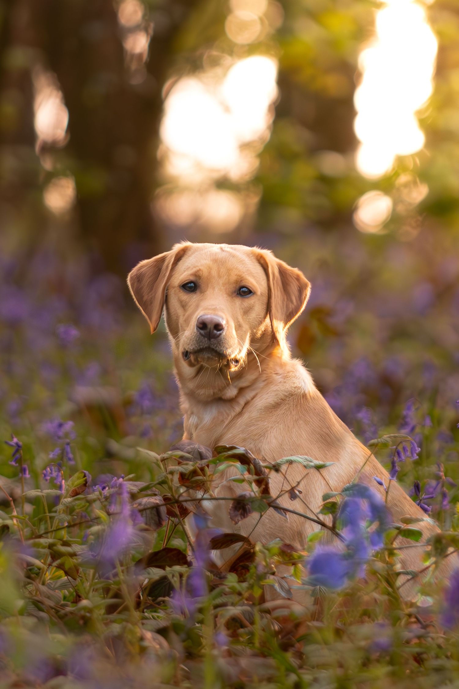 Yellow Labrador puppy sits among purple wildflowers in a dreamy golden-lit garden setting.