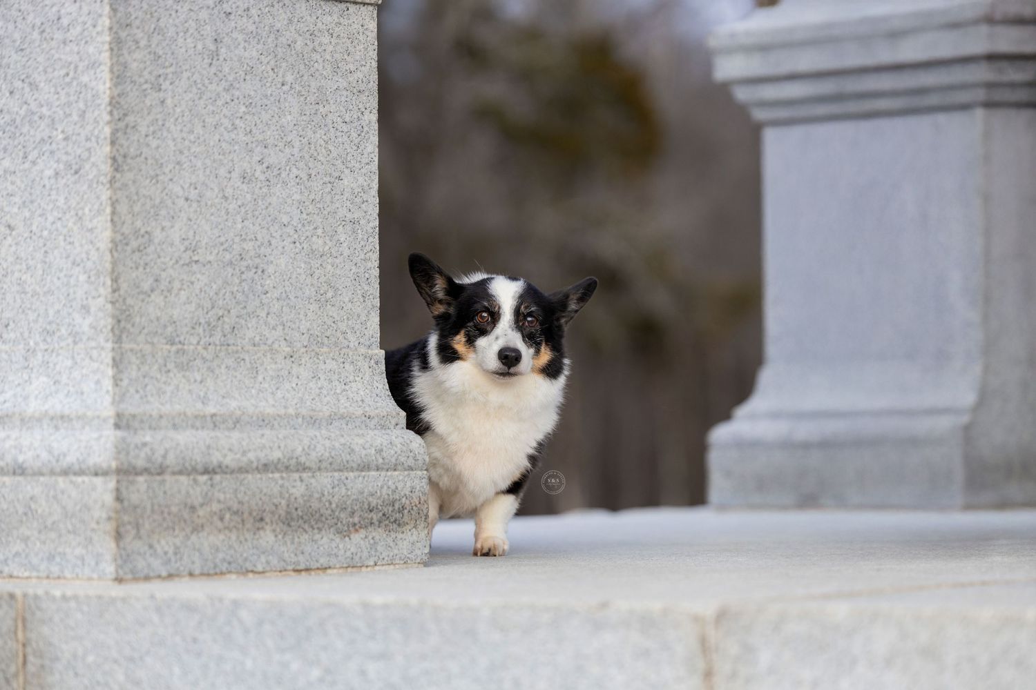 A small black and white Corgi dog stands on stone steps between white columns.