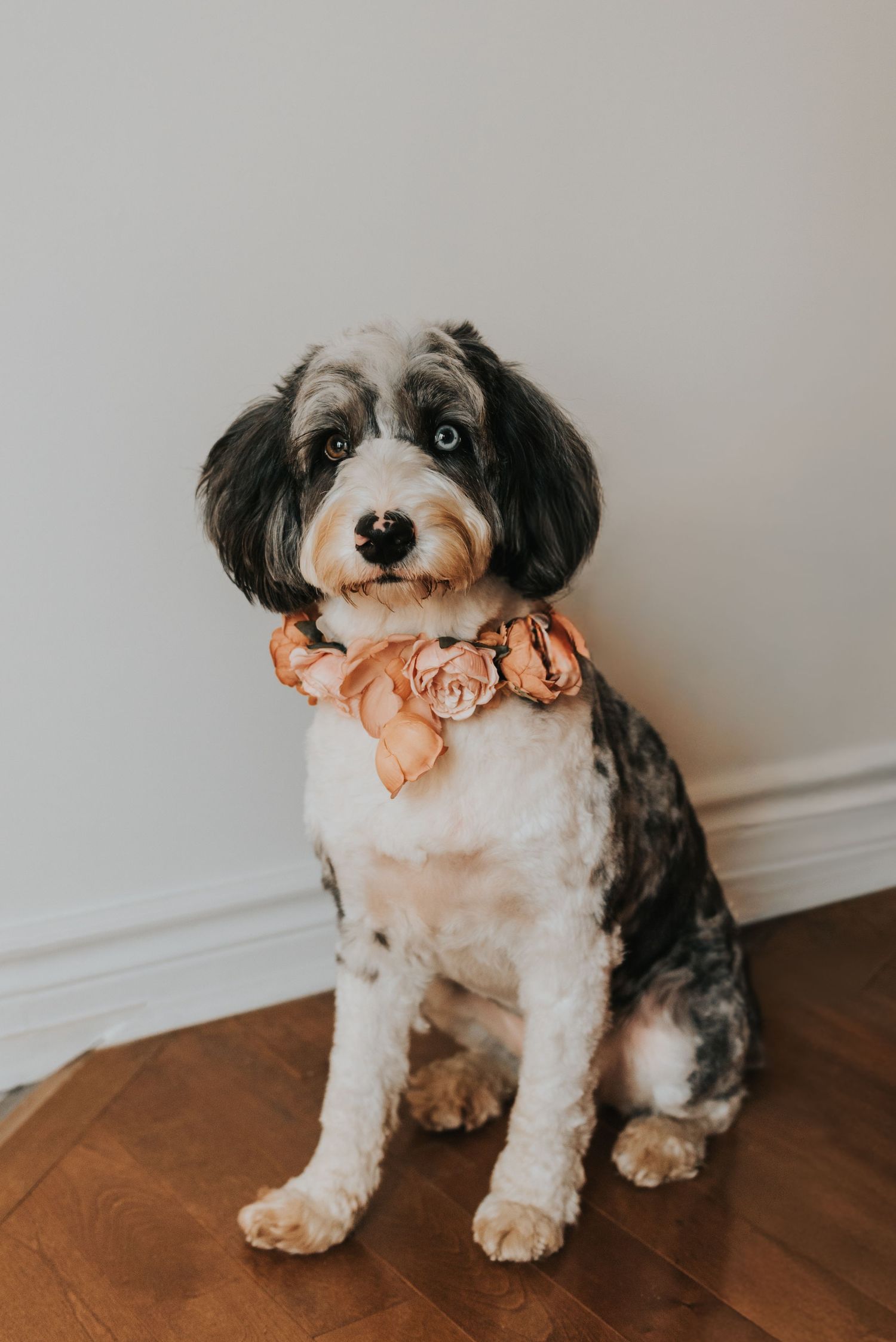 Black and white dog wearing a peach-colored bow tie sits on hardwood floor in a sequence of similar poses.