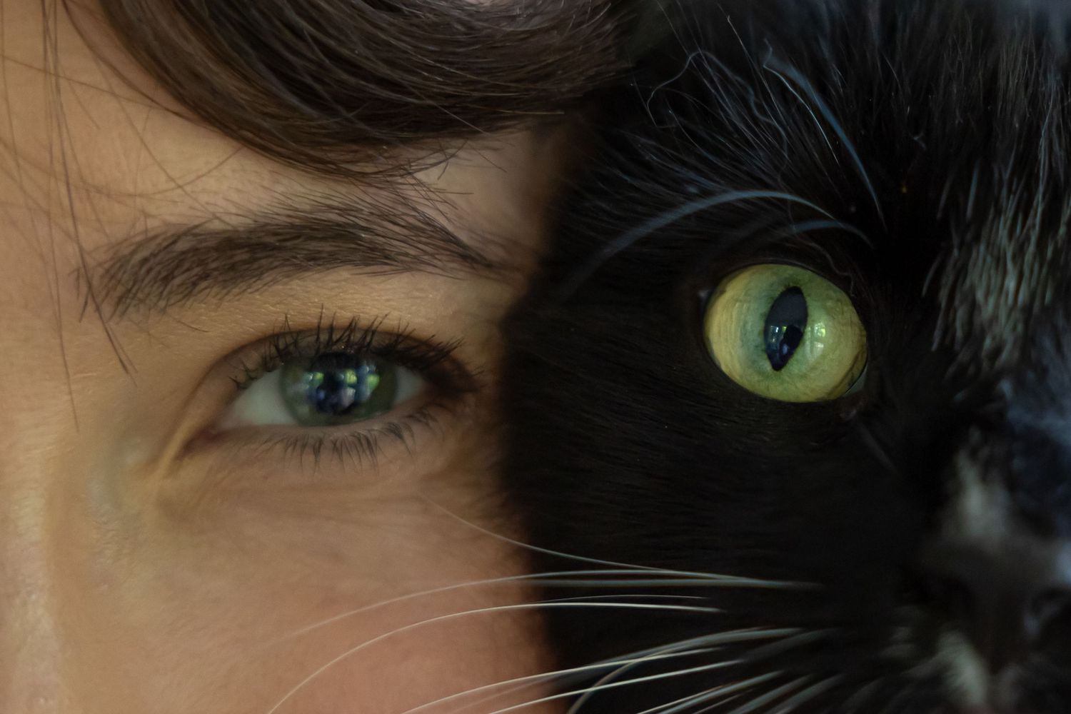 Close-up macro shots of cat eyes with striking green and yellow colors showing detailed iris patterns.