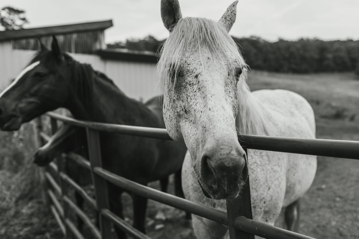 Close-up black and white portrait of a white horse looking through a fence.