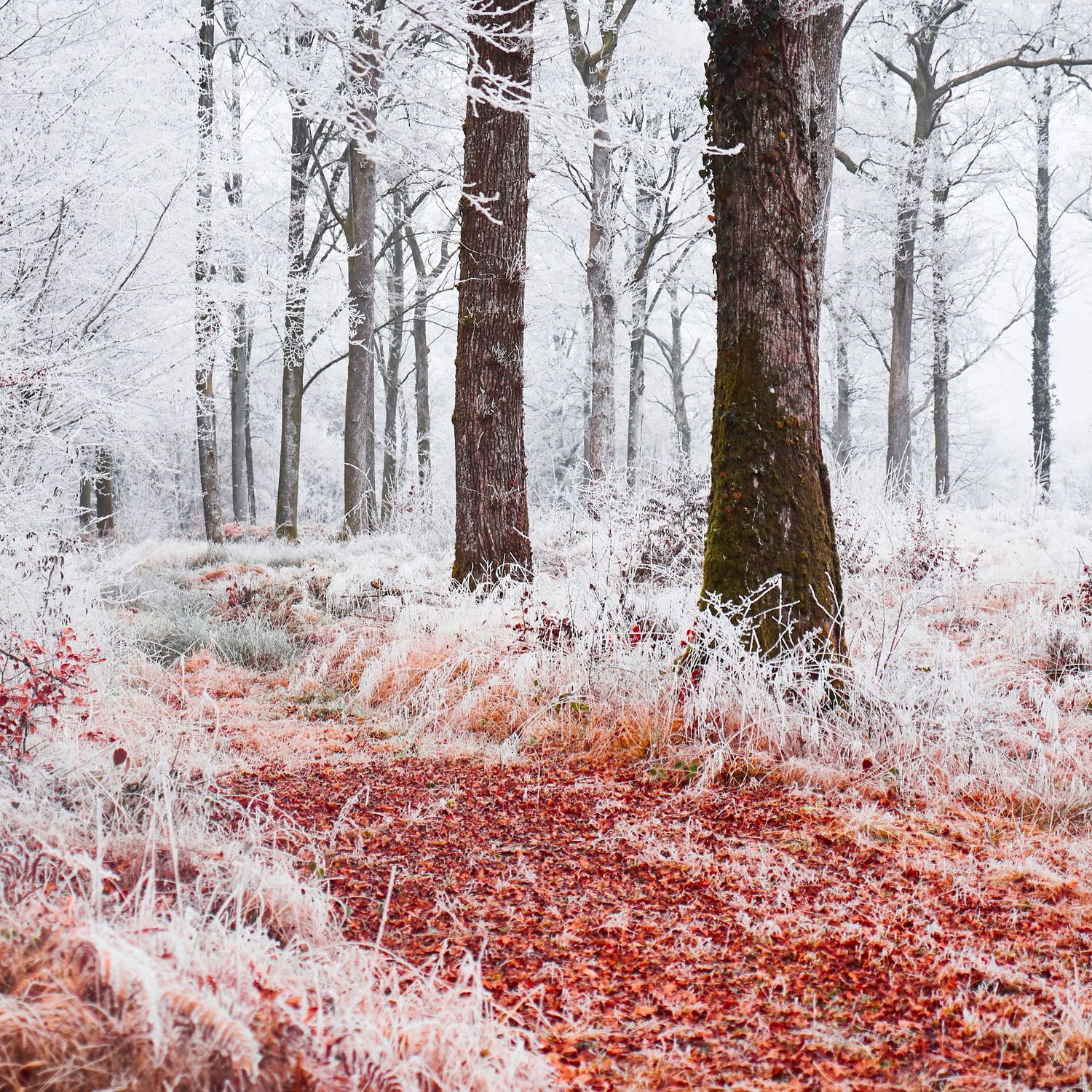 A frost-covered forest path with red fallen leaves creates a stunning contrast against white snowy tree trunks in winter by Evan Will France