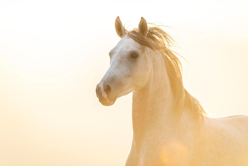 Portrait of white horse's head in soft golden morning light.